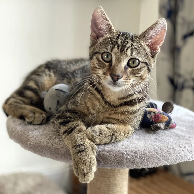 Güvenli kedi oyuncağı düzeni