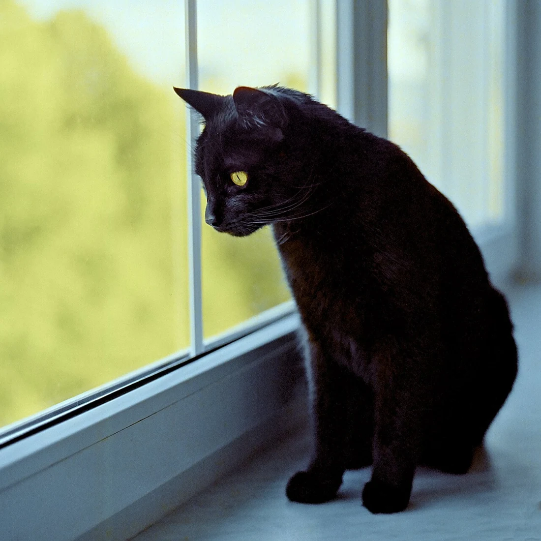Doğal ortamında serbestçe duran kedi